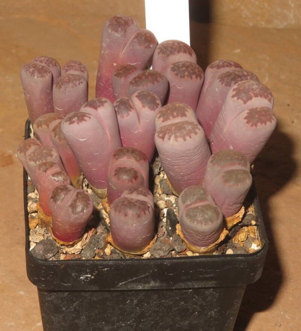 Lithops salicola cv Bacchus - Satos Violet