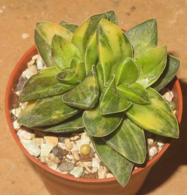 Crassula cv Springt variegata