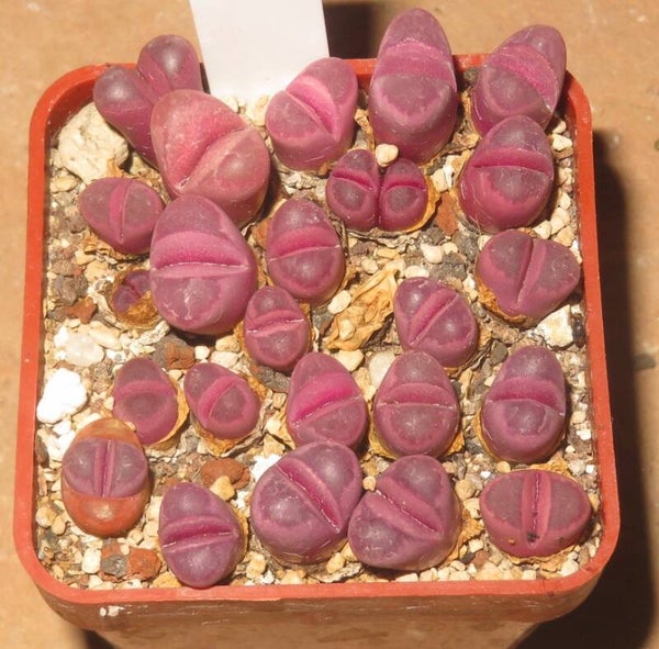 23x Lithops optica Rubra C081A Aussat 2020