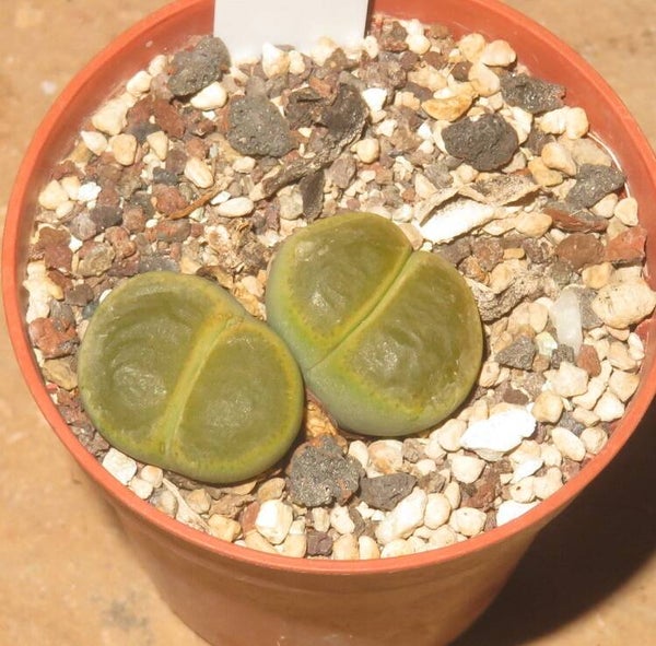 Lithops lesliei cv Green Top