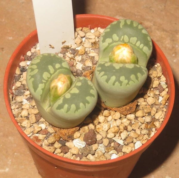 Lithops otzeniana cv Midori Otsue-Alte Pflanze