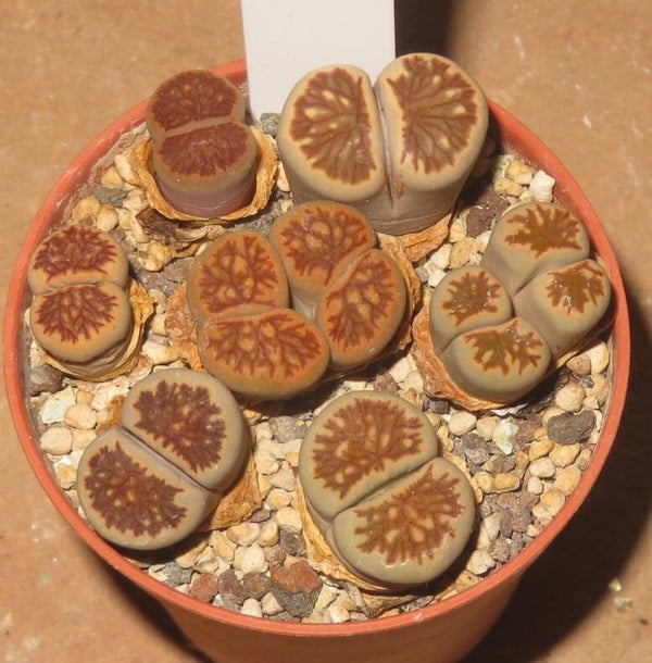 7x Lithops julii cv Kikushogiyoku