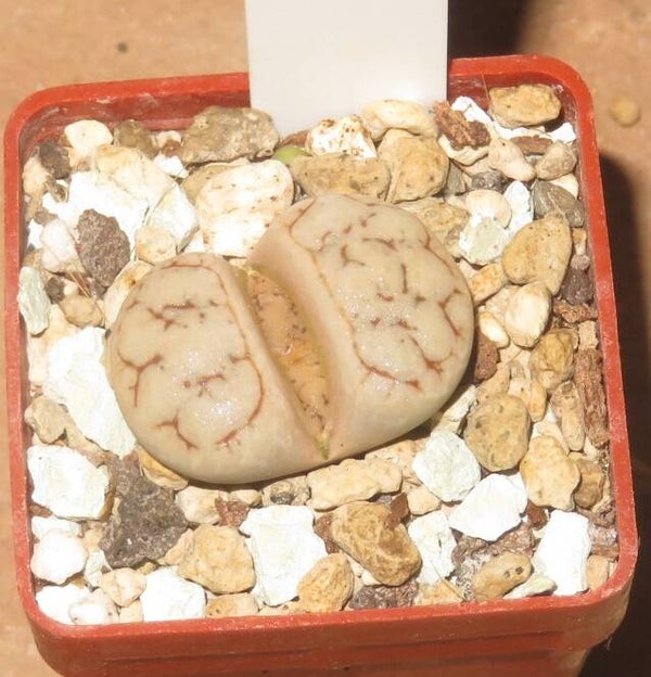 Lithops werneri C188