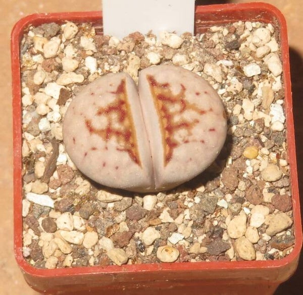 Lithops julii ssp. julii cv Hot Lips