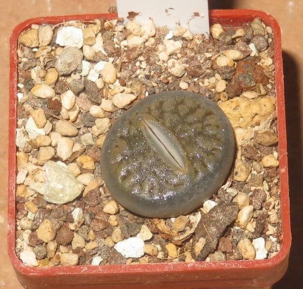 Lithops hookeri cv Dark River