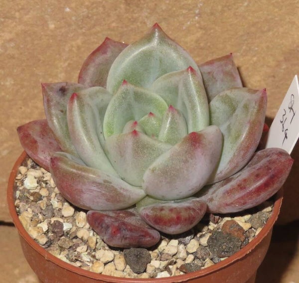Echeveria cv Pink Champagne