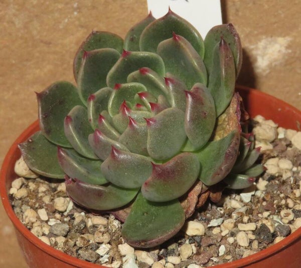 Echeveria cv Sugar Baby