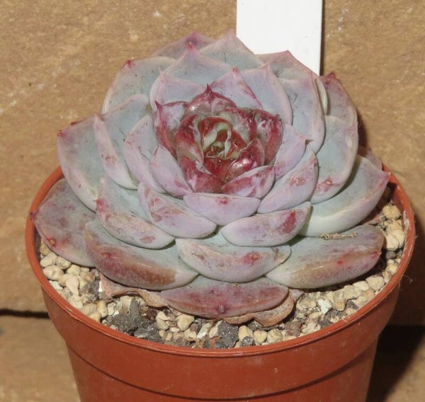 Echeveria cv Red Velvet - 2 Blätter / Blattstecklinge