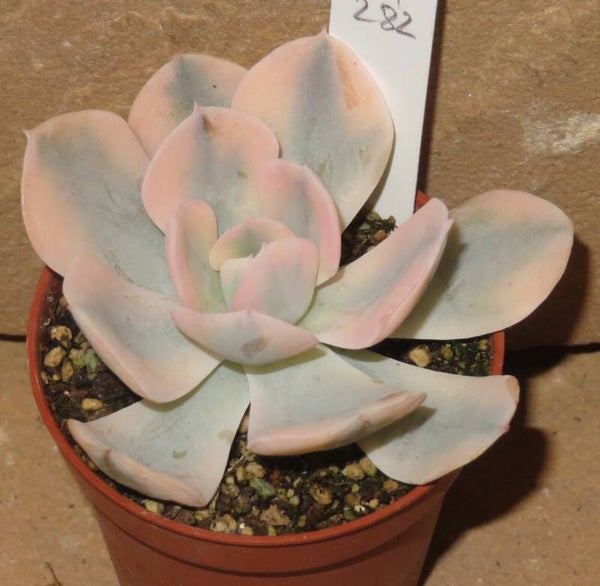 Echeveria runyonii cv 'AKAIHOSI' variegata