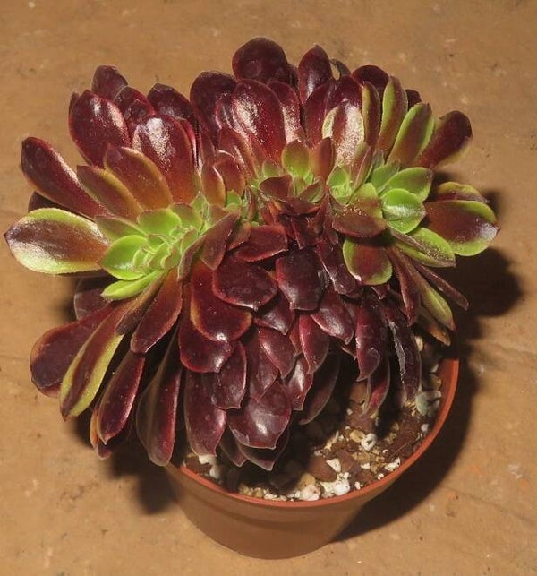 Aeonium cv SuperBang cristata variegata