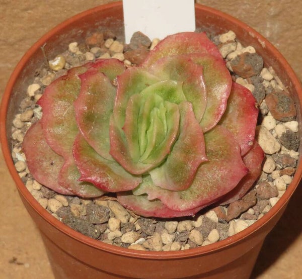 Echeveria cv Frozen Ice