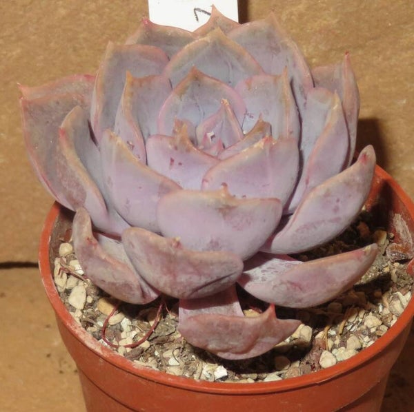 Echeveria cv Dark Ice