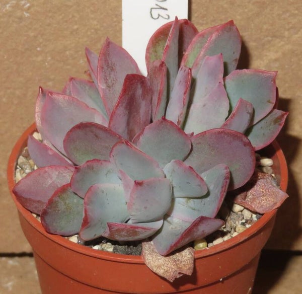 Echeveria cv Luella