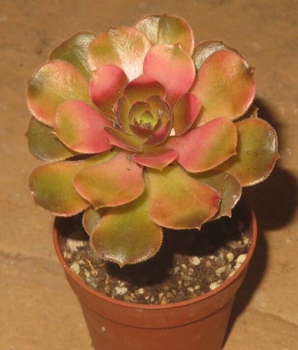 Aeonium cv Athena variegata
