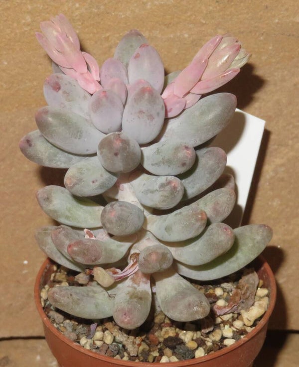 Pachyphytum machucae Baby Finger