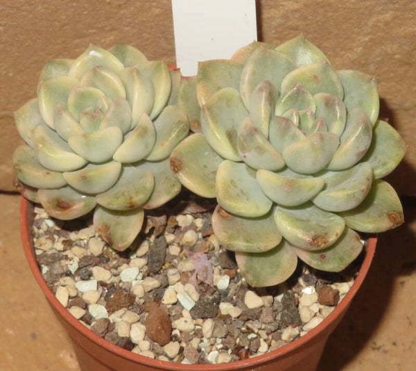 Echeveria cv Tinkerbell variegata