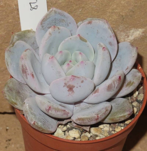 Echeveria cv Monroe Orange