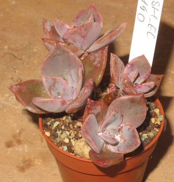 Graptoveria bainesii - Graptoveria albert baynes