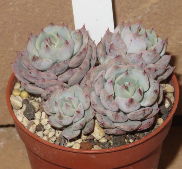 Echeveria cuspidata var. mexicensis