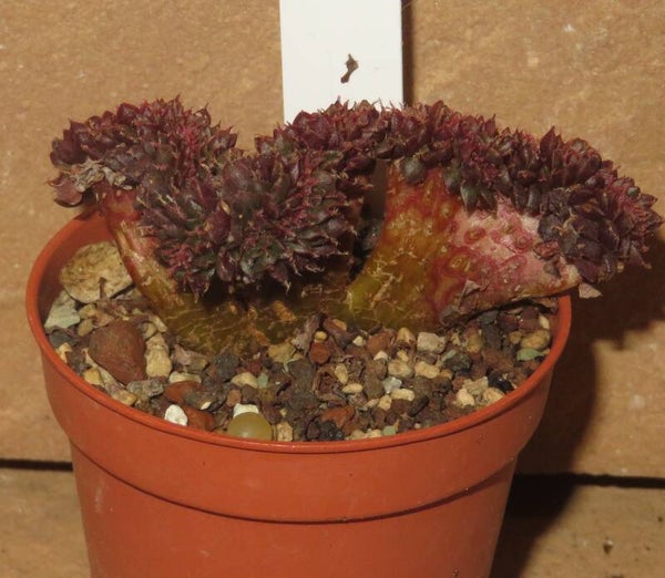Graptopetalum filiferum rubra cristata