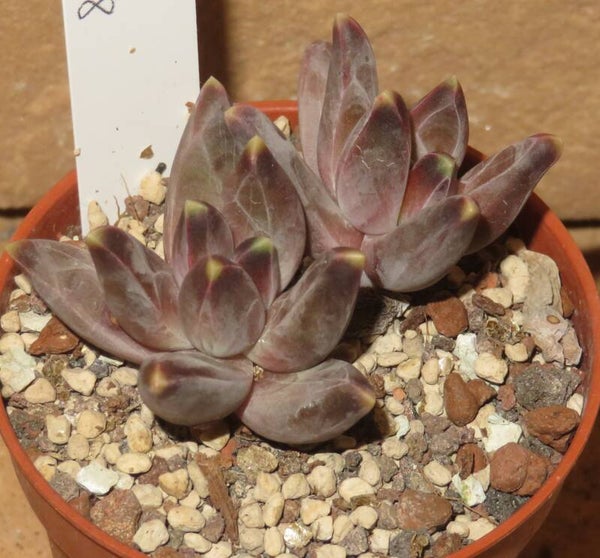 Pachyphytum compactum cv Red Tips