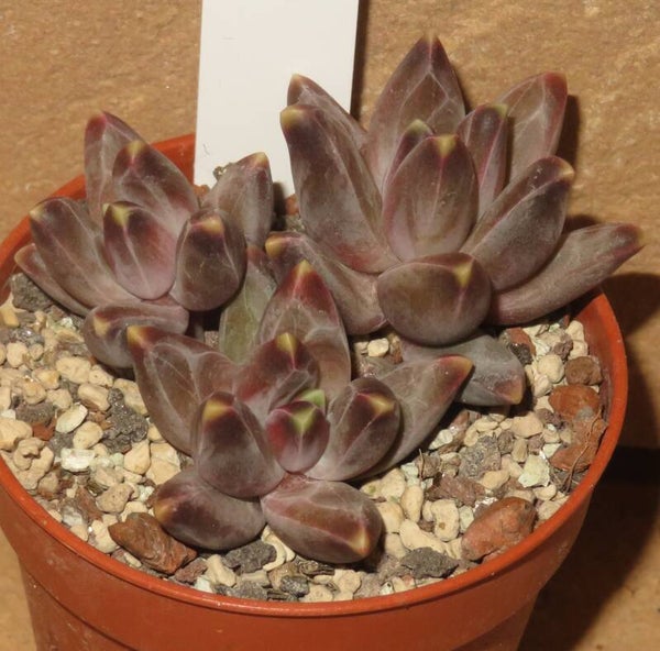 Pachyphytum compactum cv Red Tips