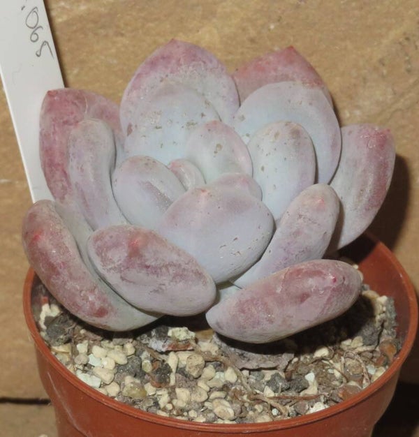Pachyphytum cv Frevel