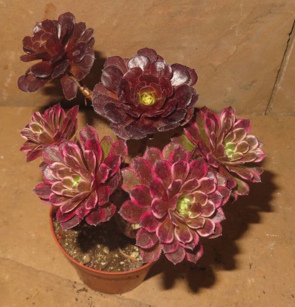 Aeonium cv Ink Painting variegata - Größere Pflanze