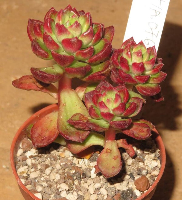 X Echeveria Letizia