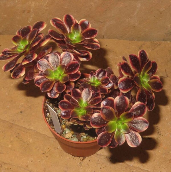 Aeonium cv SuperBang variegata - Größere Pflanze