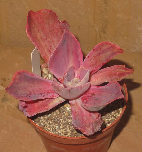 Echeveria cv Chantilly Rainbow Rose variegata