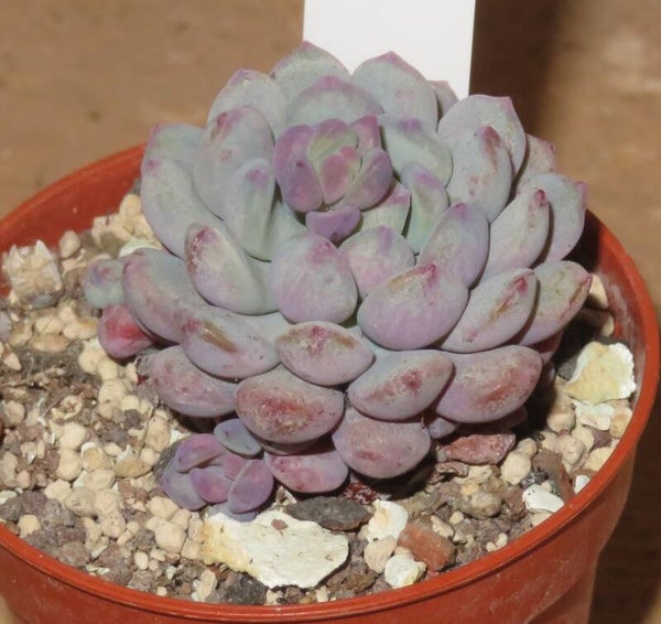 Echeveria amoena Perote