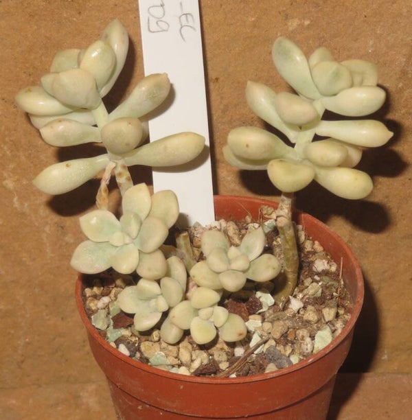 Graptopetalum mendozae variegata