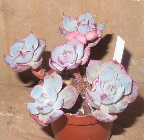 Echeveria cv Amistar Alte Pflanze
