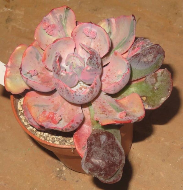 Echeveria cv Beyonce  Rainbow variegata
