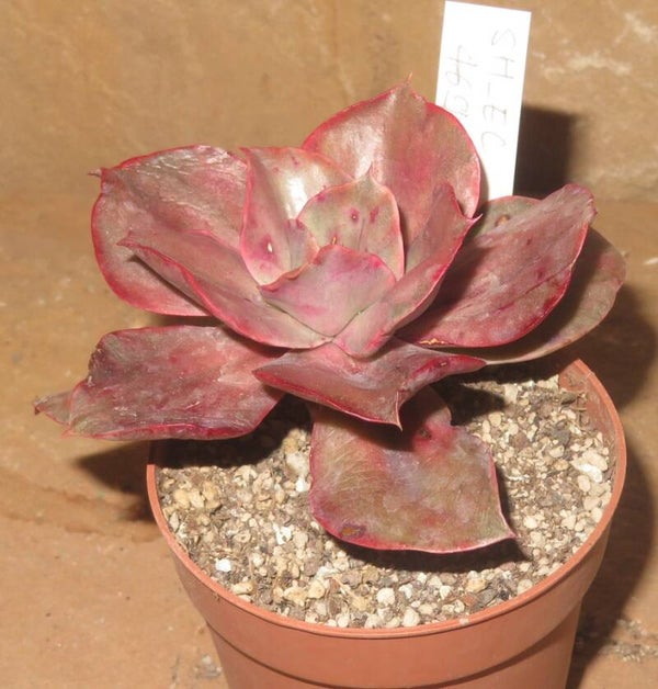 Echeveria cv Minigosaong variegata