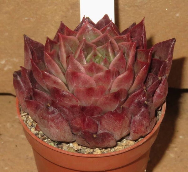 Echeveria cv Hwanhee