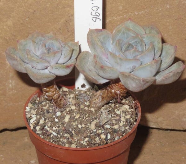Echeveria cv Blue Ball