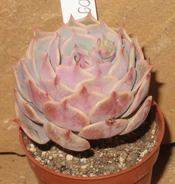 Echeveria cv Lola - 2 Blätter / Blattstecklinge