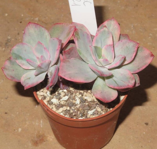 Echeveria cv Pink Harin variegata