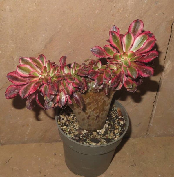 Aeonium cv Chanel cristata variegata - Große Pflanze
