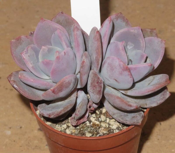 Echeveria cv Pink Heart