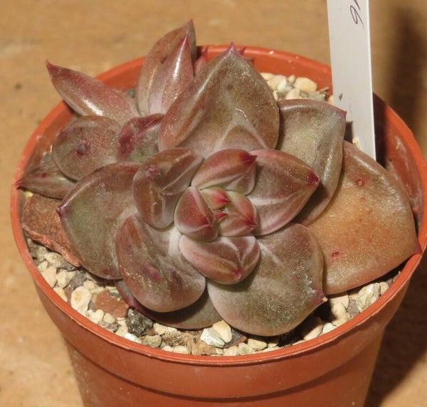 Echeveria cv Psyche