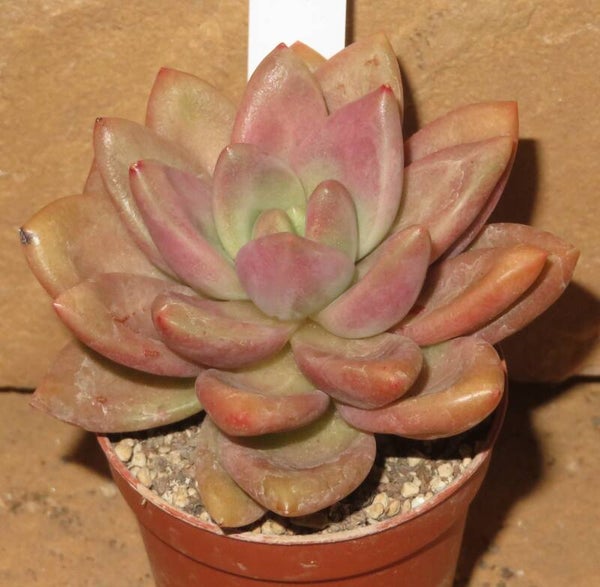 Echeveria cv Donna Ruby - 2 Blätter / Blattstecklinge