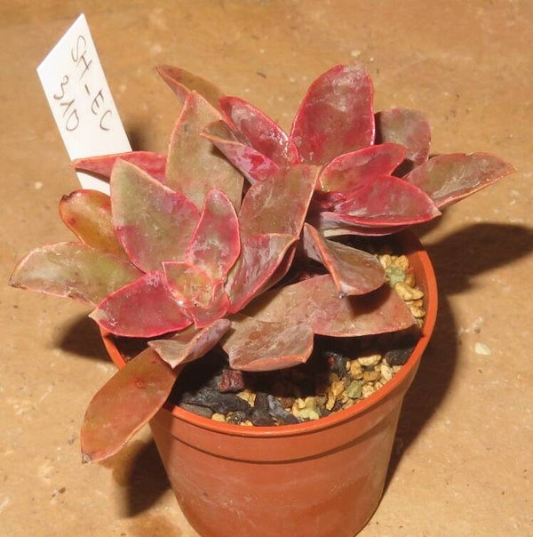 Echeveria cv Golden Tower