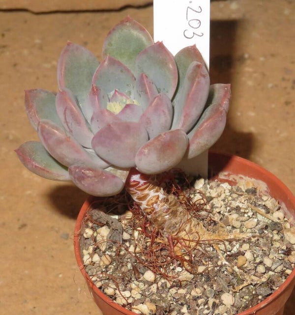 Echeveria cv Blue & Yellow