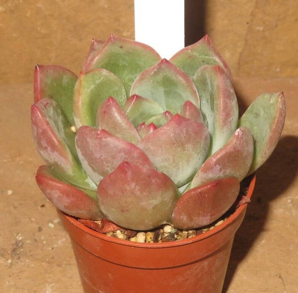 Echeveria cv Pink Champagne