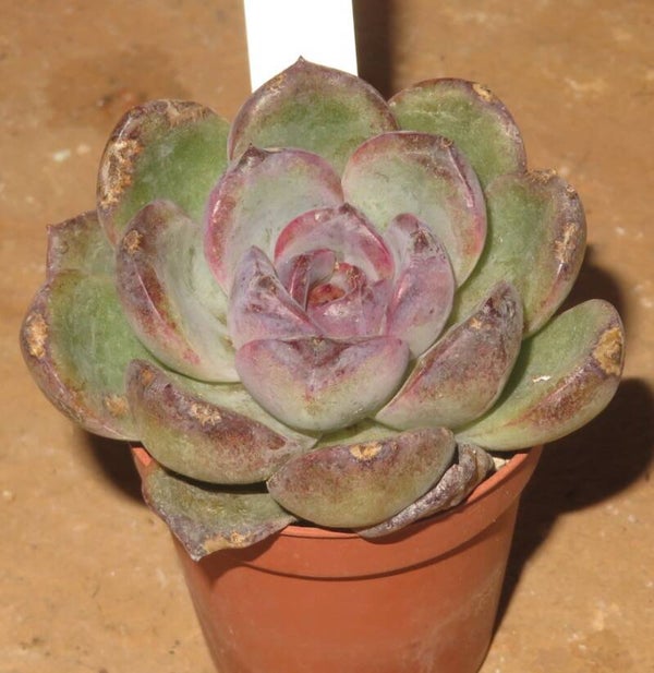 Echeveria cv Dark Opal New!!!