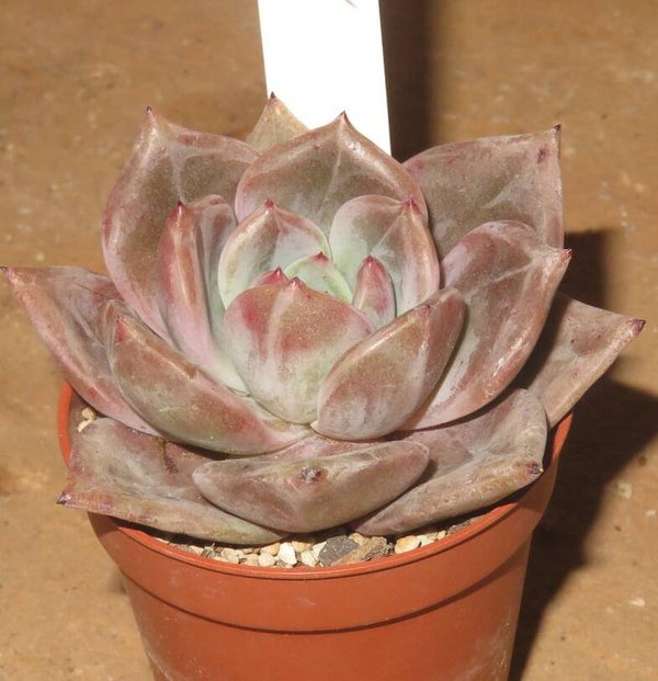 Echeveria cv Baekya ( Red Champagne )