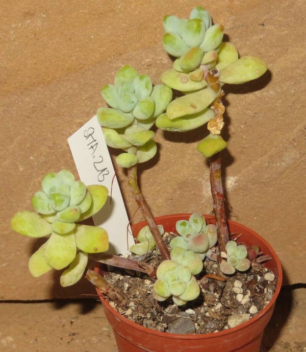 Sedum pachyphyllum blue